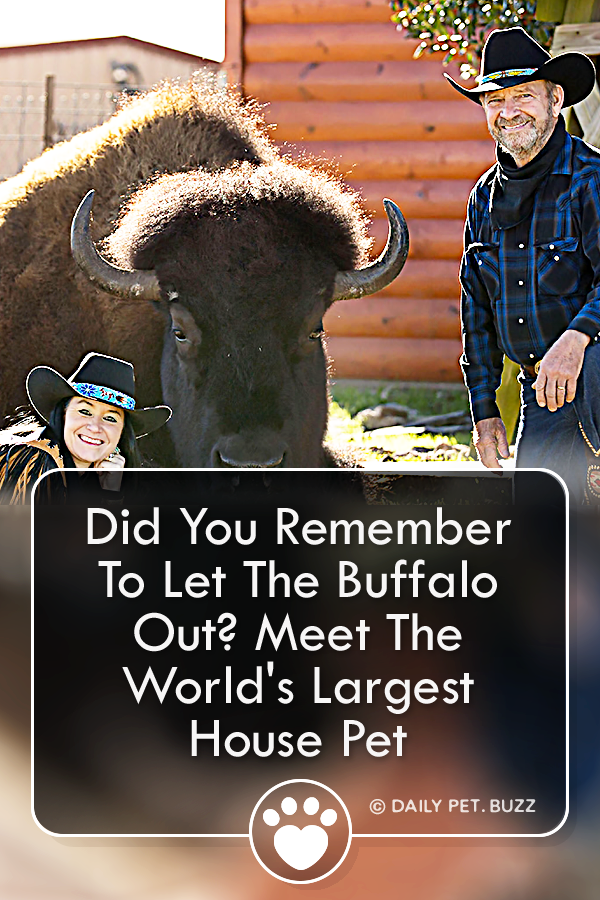 Did You Remember To Let The Buffalo Out? Meet The World\'s Largest House Pet