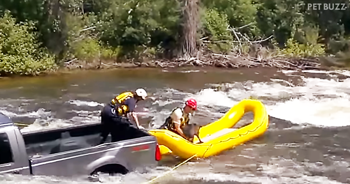 A Terrified Dog Is Trapped In A Sunken Truck – The Rescue Is Unmissable