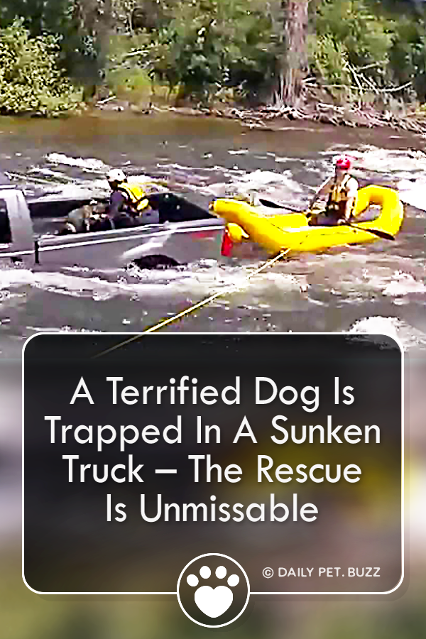 A Terrified Dog Is Trapped In A Sunken Truck – The Rescue Is Unmissable