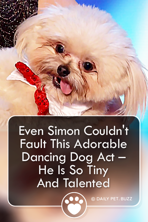 Even Simon Couldn\'t Fault This Adorable Dancing Dog Act – He Is So Tiny And Talented