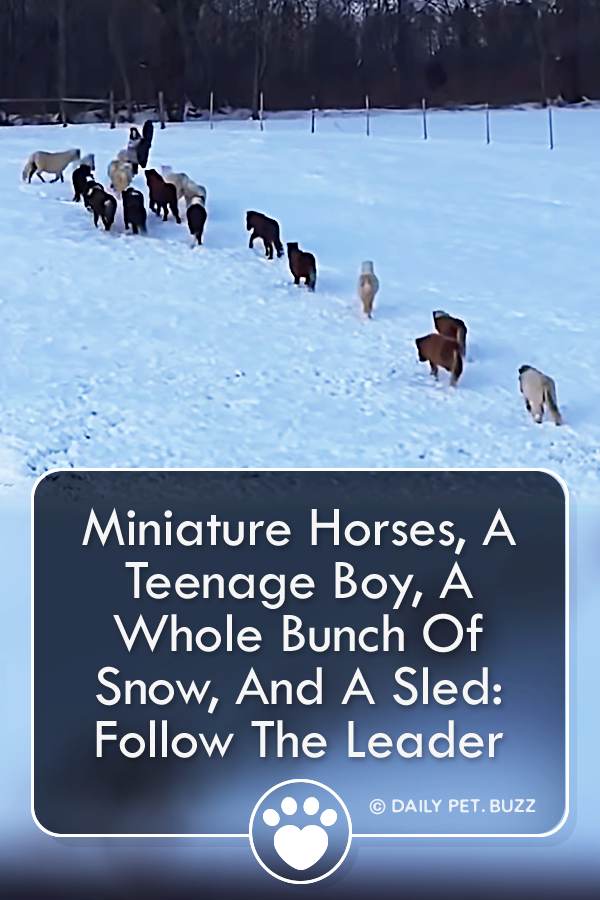 Miniature Horses, A Teenage Boy, A Whole Bunch Of Snow, And A Sled: Follow The Leader