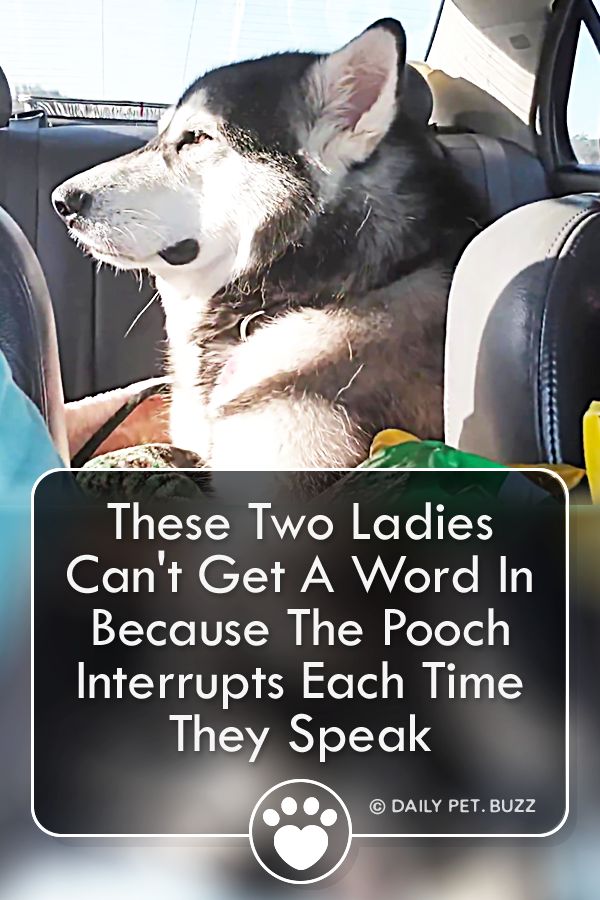 These Two Ladies Can\'t Get A Word In Because The Pooch Interrupts Each Time They Speak