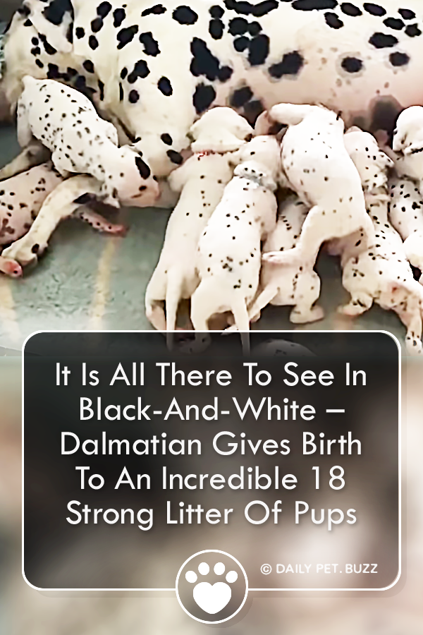 It Is All There To See In Black-And-White – Dalmatian Gives Birth To An Incredible 18 Strong Litter Of Pups