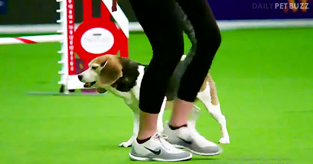Beagle Gets Distracted During Run Leaving Dog Show Audience In Hysterics