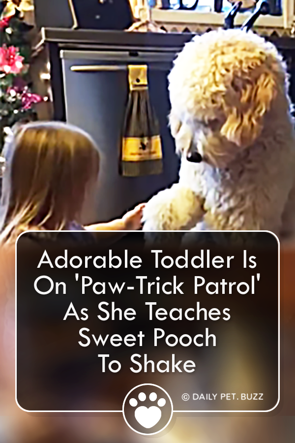 Adorable Toddler Is On \'Paw-Trick Patrol\' As She Teaches Sweet Pooch To Shake