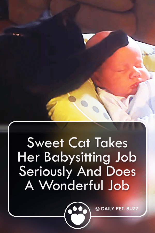 Sweet Cat Takes Her Babysitting Job Seriously And Does A Wonderful Job