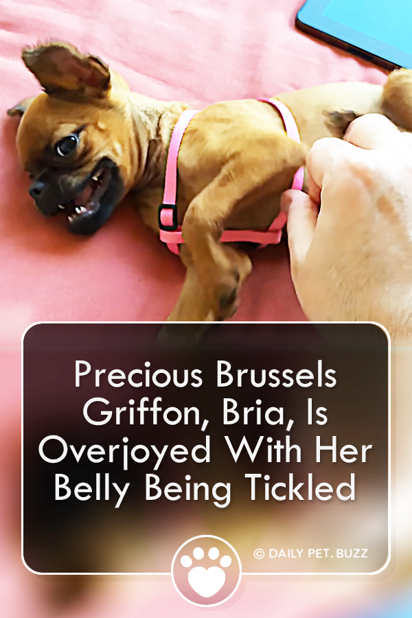 Precious Brussels Griffon Puppy, Bria, Is Overjoyed With Her Belly Being Tickled