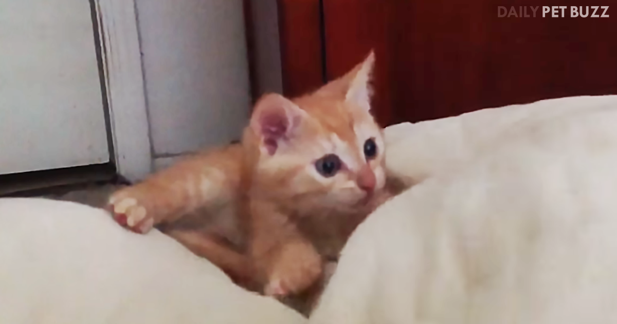 Kitten Has His First 'Toe-Fight' With A Hilarious Ending