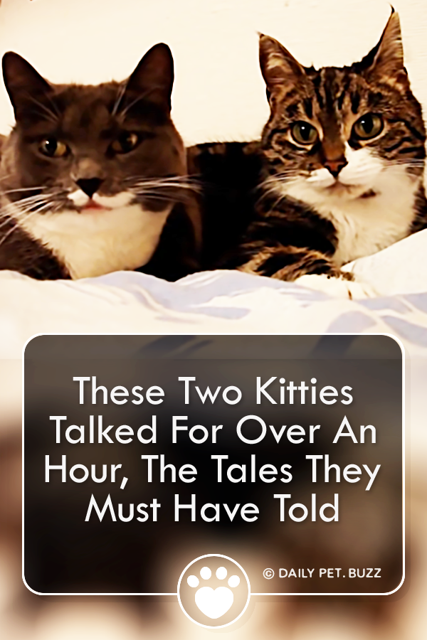 These Two Kitties Talked For Over An Hour, The Tales They Must Have Told