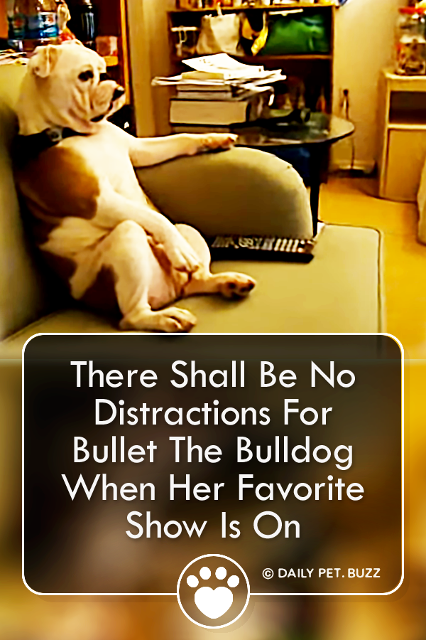 There Shall Be No Distractions For Bullet The Bulldog When Her Favorite Show Is On