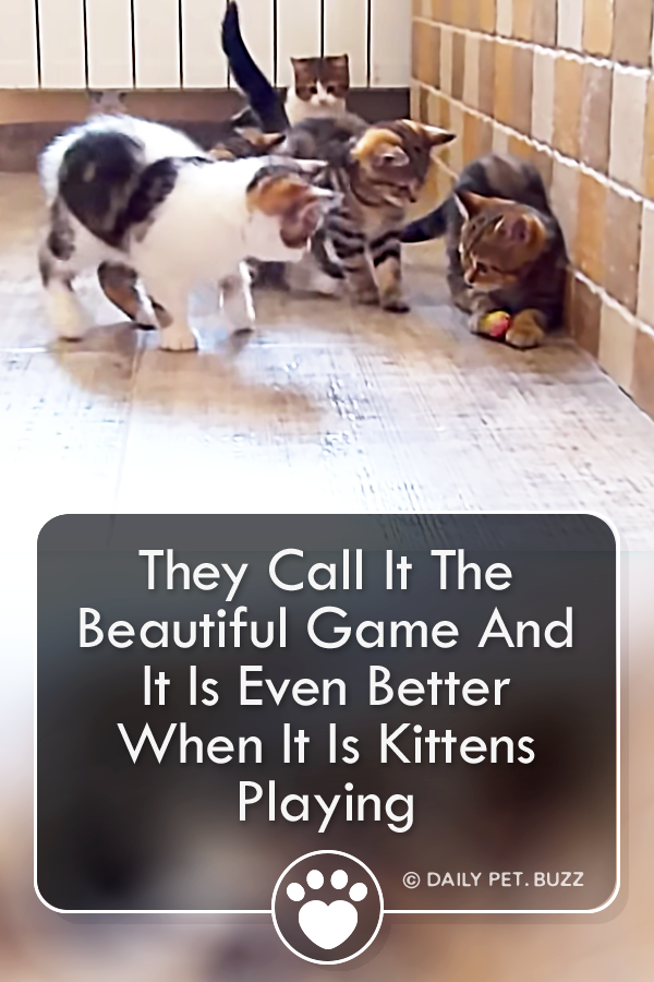 They Call It The Beautiful Game And It Is Even Better When It Is Kittens Playing