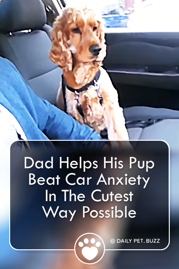Dad Helps His Pup Beat Car Anxiety In The Cutest Way Possible