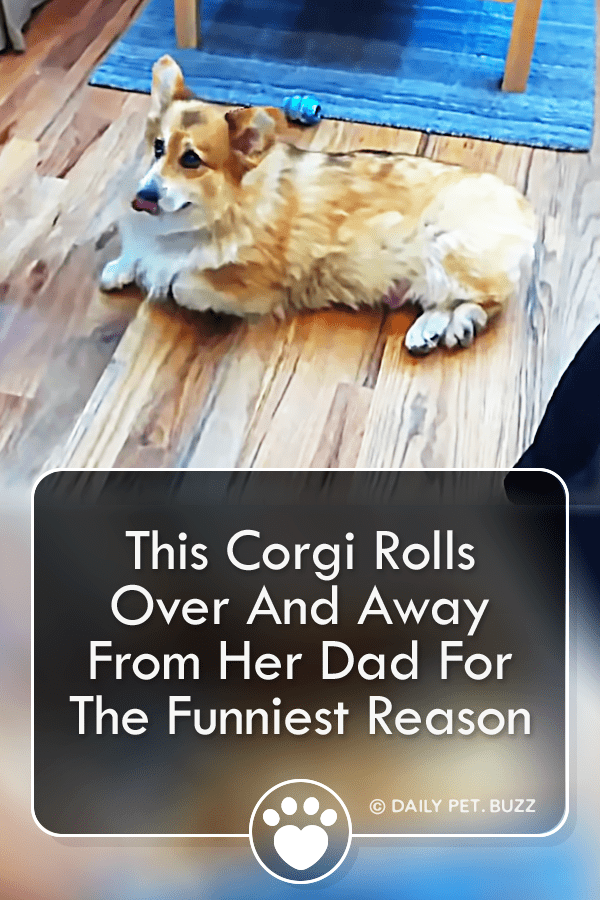 This Corgi Rolls Over And Away From Her Dad For The Funniest Reason