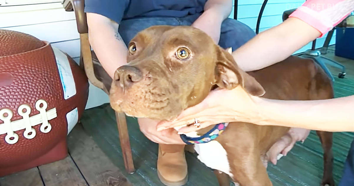 Stolen Pitbull Seized During Cockfighting Raid Returned His Loving Family