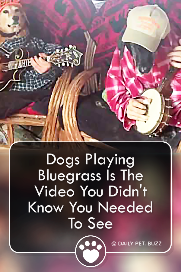 Dogs Playing Bluegrass Is The Video You Didn\'t Know You Needed To See