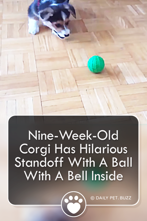 Nine-Week-Old Corgi Has Hilarious Standoff With A Ball With A Bell Inside