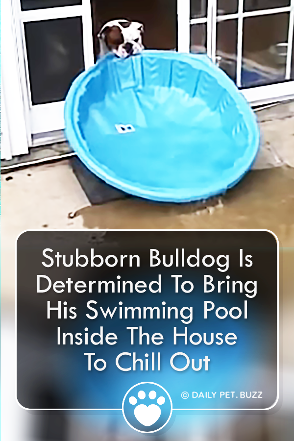 Stubborn Bulldog Is Determined To Bring His Swimming Pool Inside The House To Chill Out