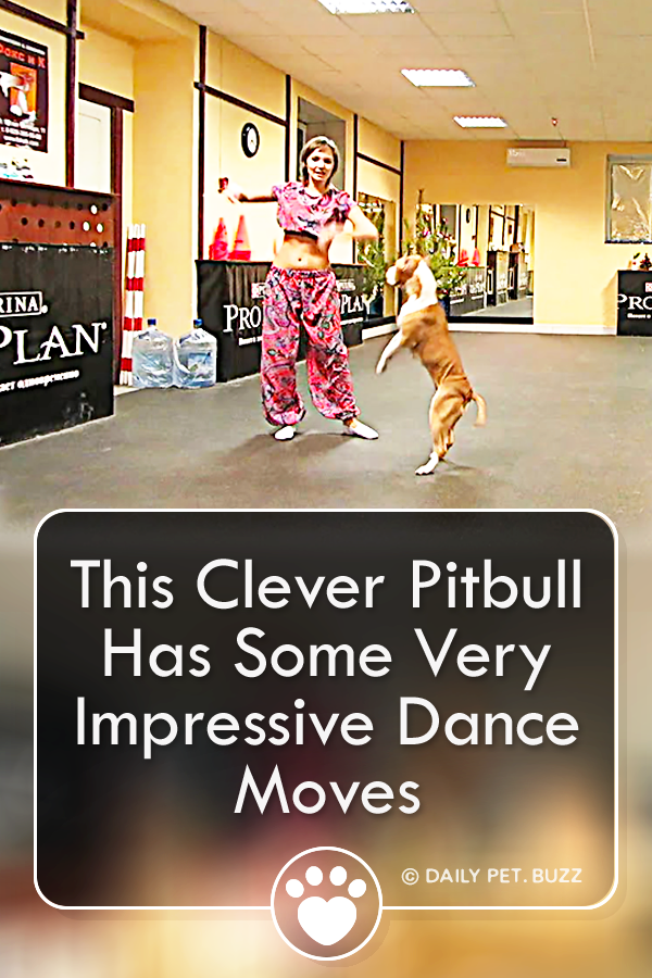 This Clever Pitbull Has Some Very Impressive Dance Moves