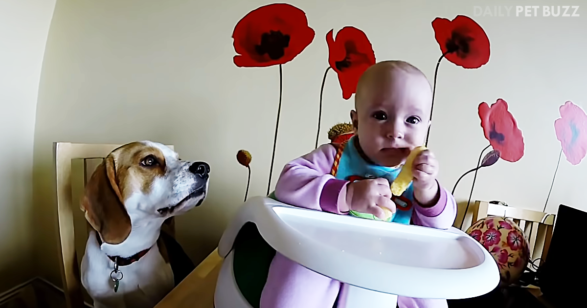 Charlie The Beagle Has Never Wavered In Showing His Love For Baby Laura Olivia