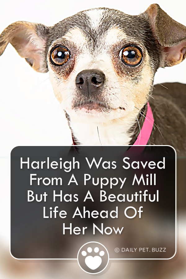Harleigh Was Saved From A Puppy Mill But Has A Beautiful Life Ahead Of Her Now