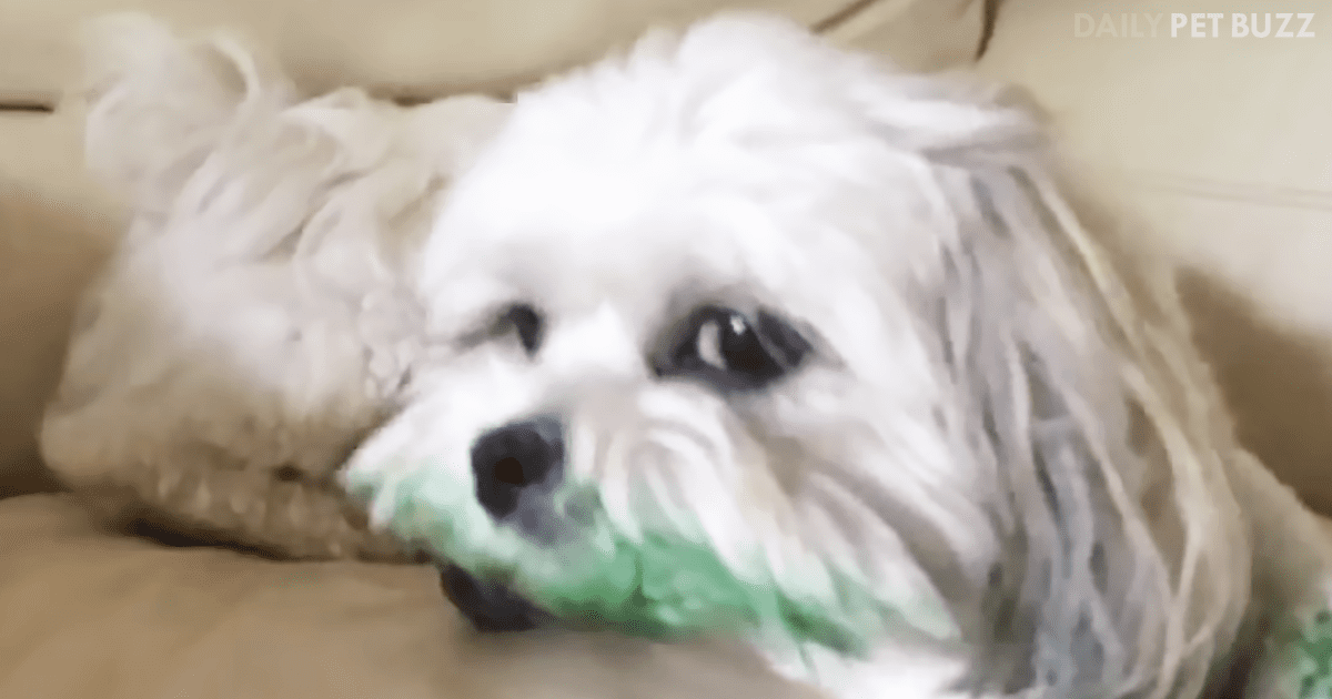 I Am Not Going To Say That This Dog Is Guilty, But There IS Some Incriminating Evidence