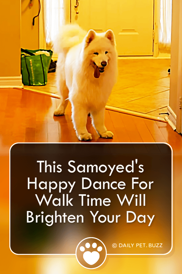 This Samoyed\'s Happy Dance For Walk Time Will Brighten Your Day