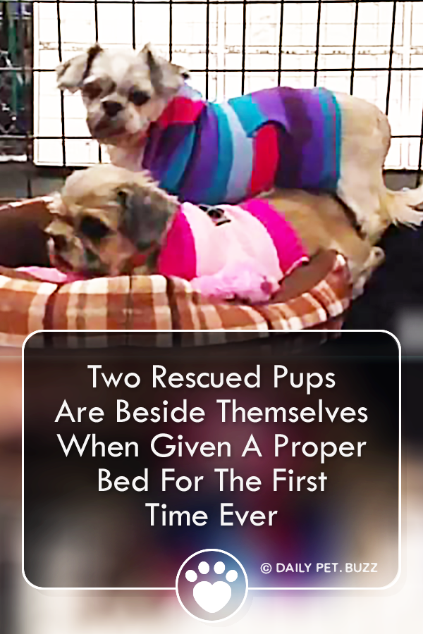 Two Rescued Pups Are Beside Themselves When Given A Proper Bed For The First Time Ever