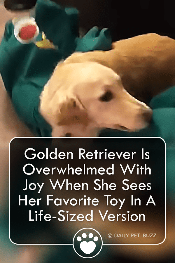 Dog Overjoyed When She Sees A Life-Sized Version Of Her Favorite Chew Toy