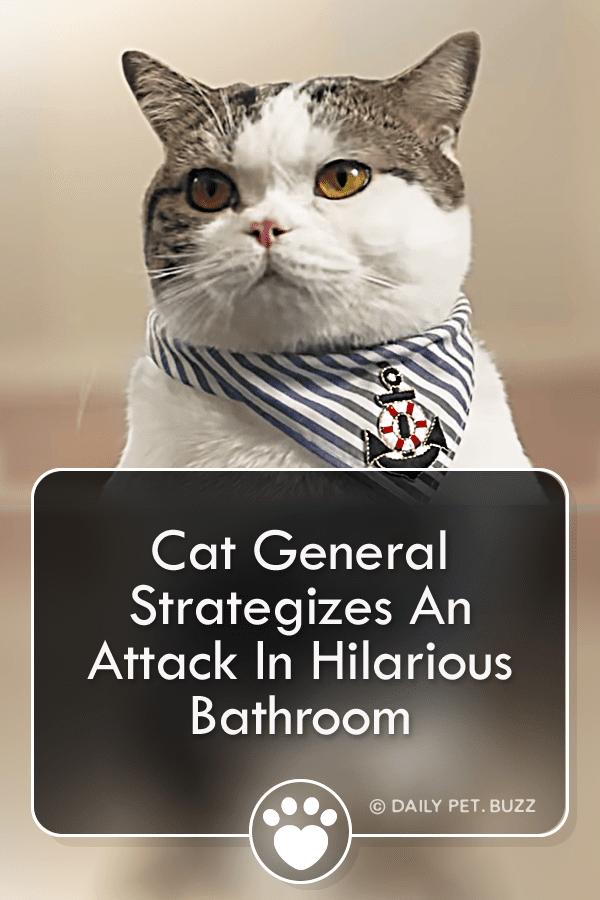 Cat General Strategizes An Attack In Hilarious Thai Commercial