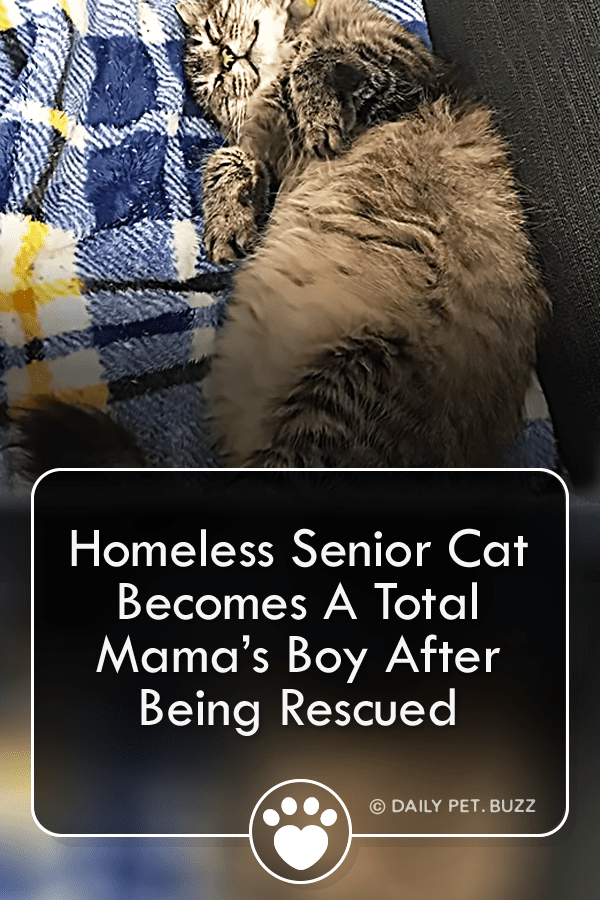 Homeless Senior Cat Becomes A Total Mama’s Boy After Being Rescued