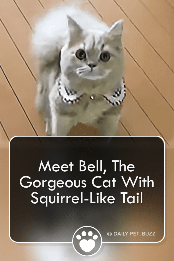 Meet Bell, The Gorgeous Cat With Squirrel-Like Tail