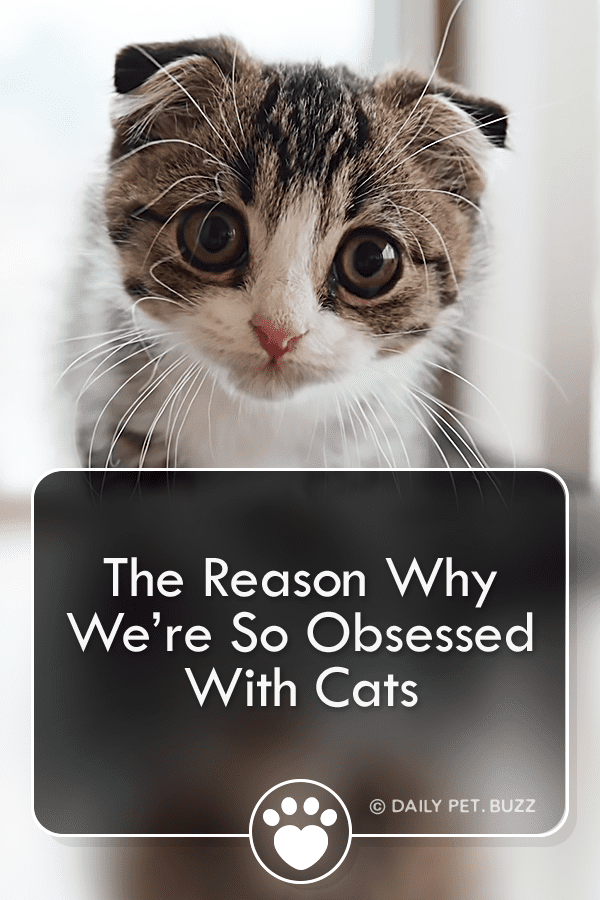 The Reason Why We’re So Obsessed With Cats