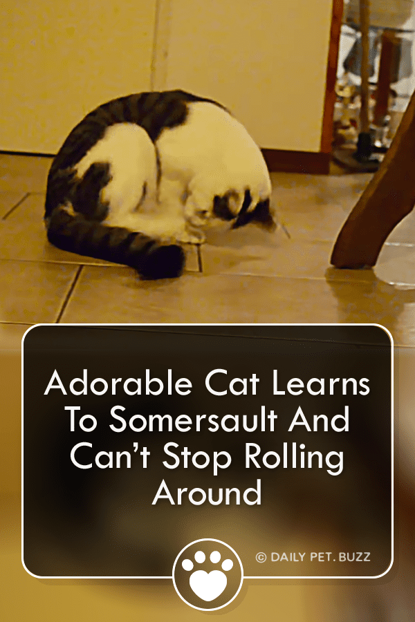 Adorable Cat Learns To Somersault And Can’t Stop Rolling Around