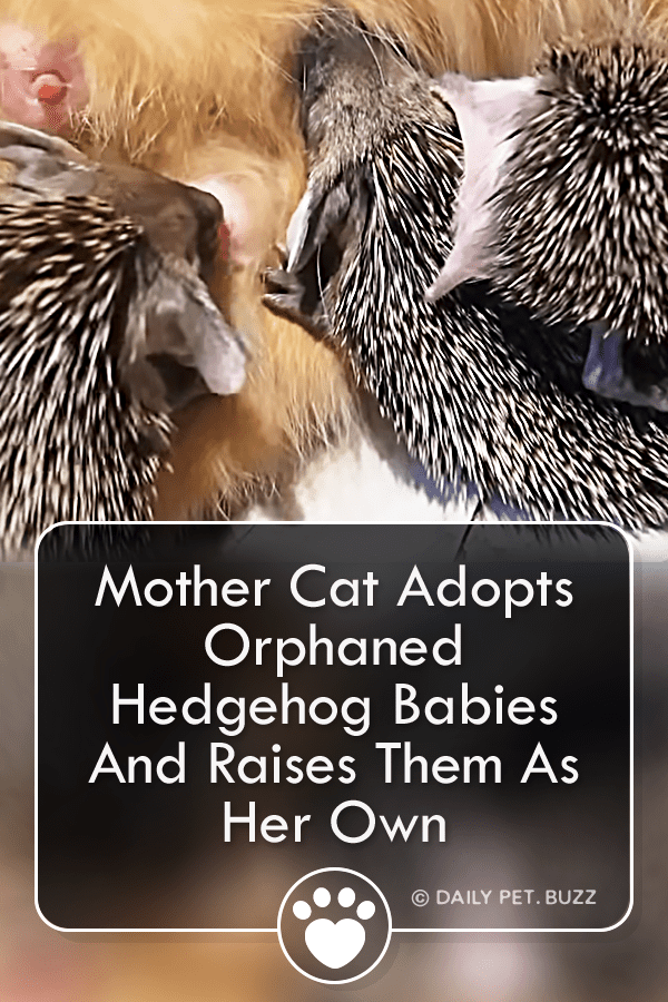 Mother Cat Adopts Orphaned Hedgehog Babies And Raises Them As Her Own