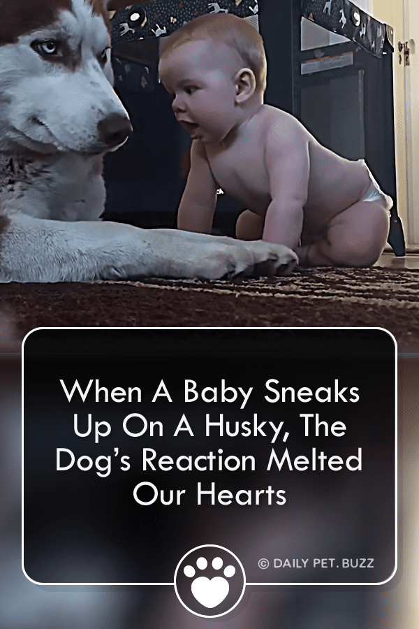 When A Baby Sneaks Up On A Husky, The Dog’s Reaction Melted Our Hearts