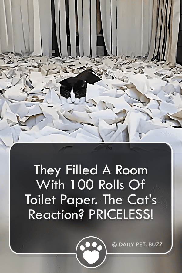 They Filled A Room With 100 Rolls Of Toilet Paper. The Cat’s Reaction? PRICELESS!