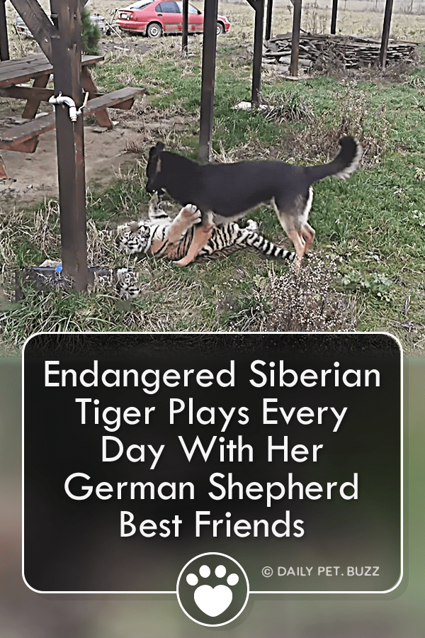 Endangered Siberian Tiger Plays Every Day With Her German Shepherd Best Friends