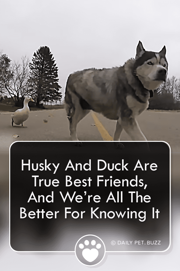 Husky And Duck Are True Best Friends, And We’re All The Better For Knowing It