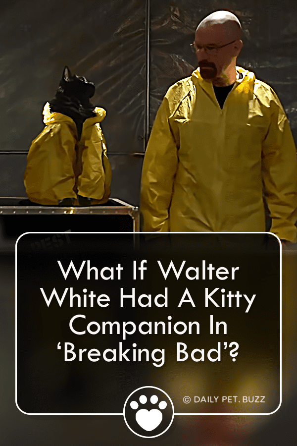 What If Walter White Had A Kitty Companion In ‘Breaking Bad’?