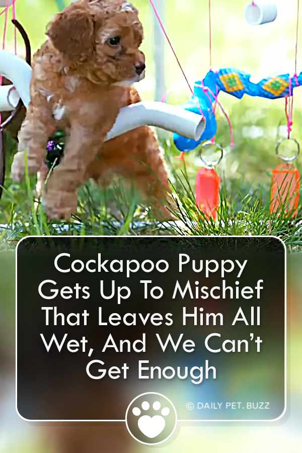 Cockapoo Puppy Gets Up To Mischief That Leaves Him All Wet, And We Can’t Get Enough