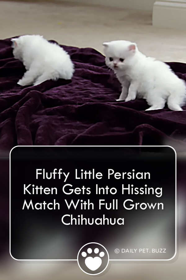 Fluffy Little Persian Kitten Gets Into Hissing Match With Full Grown Chihuahua