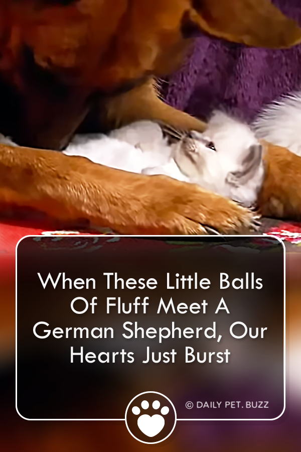 When These Little Balls Of Fluff Meet A German Shepherd, Our Hearts Just Burst