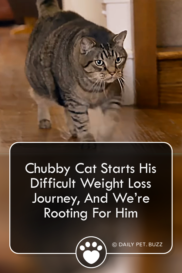 Chubby Cat Starts His Weight Loss Journey, And We’re Rooting For Him