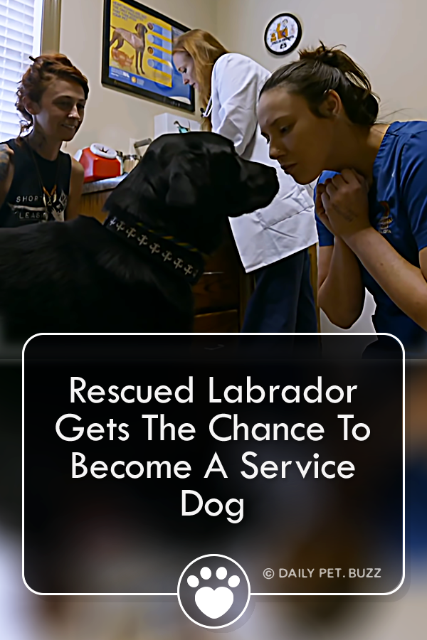 Rescued Labrador Gets The Chance To Become A Service Dog