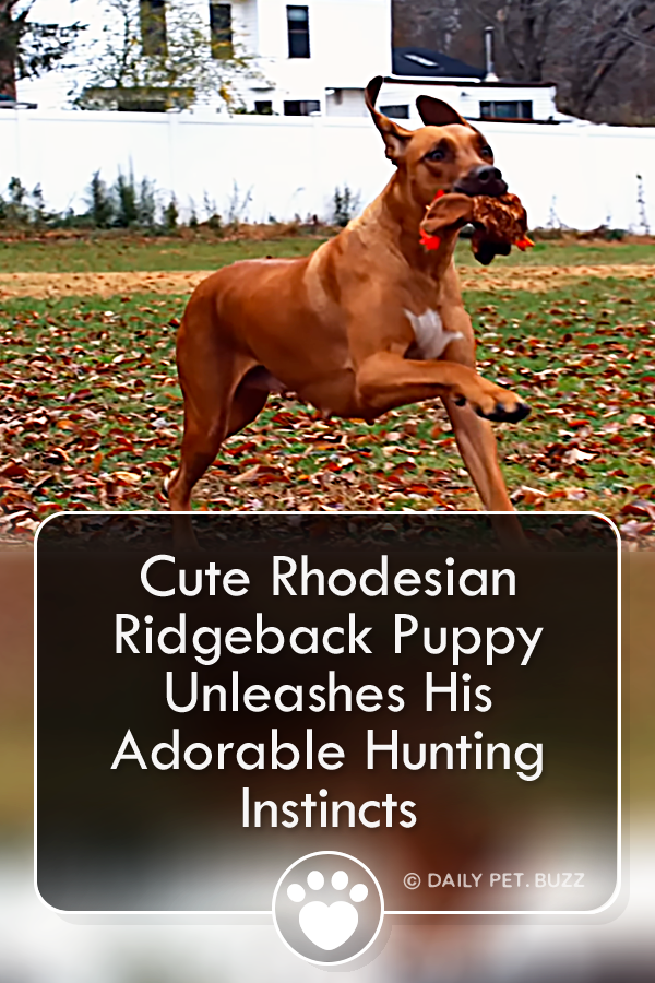 Cute Rhodesian Ridgeback Puppy Unleashes His Adorable Hunting Instincts