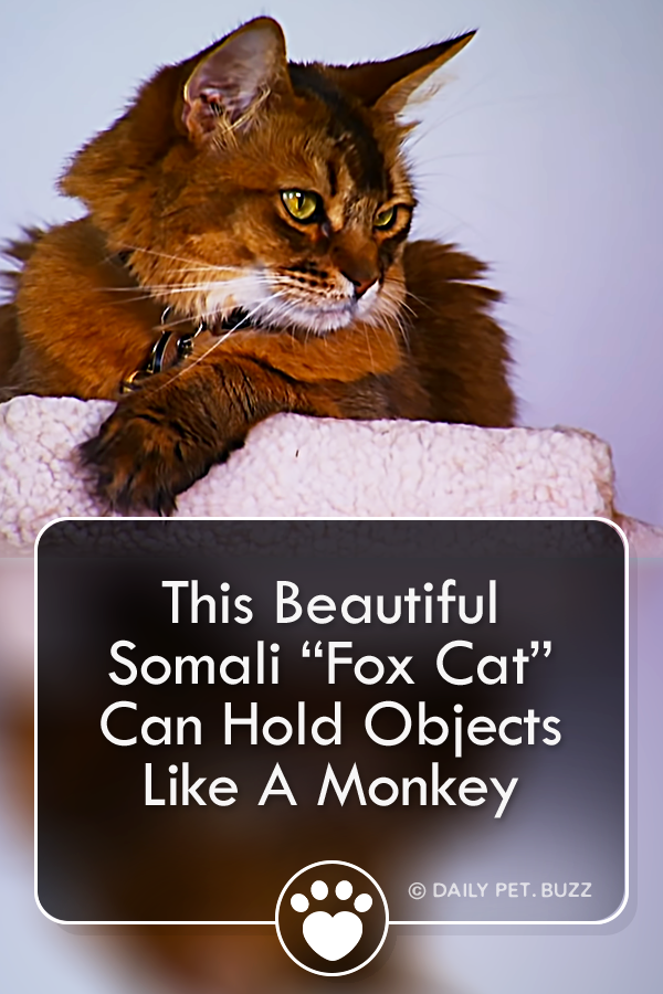 This Beautiful Somali “Fox Cat” Can Hold Objects Like A Monkey
