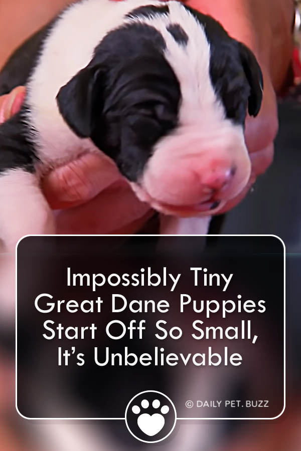 Impossibly Tiny Great Dane Puppies Start Off So Small, It’s Unbelievable
