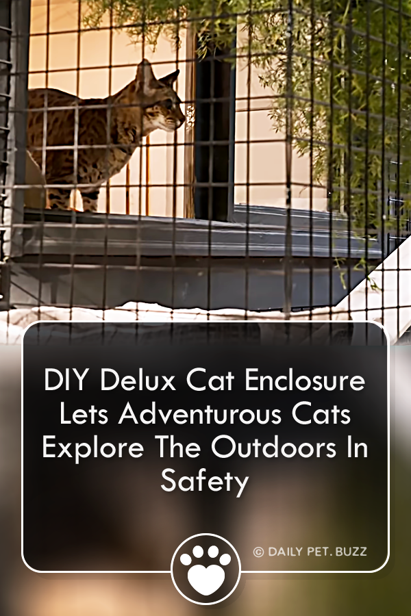 DIY Delux Cat Enclosure Lets Adventurous Cats Explore The Outdoors In Safety