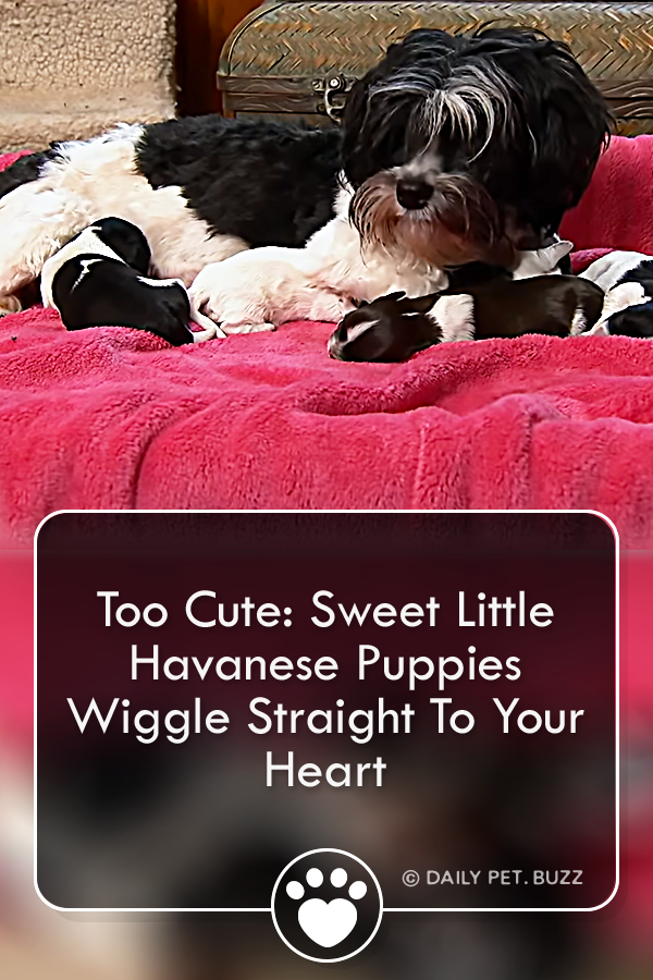 Too Cute: Sweet Little Havanese Puppies Wiggle Straight To Your Heart
