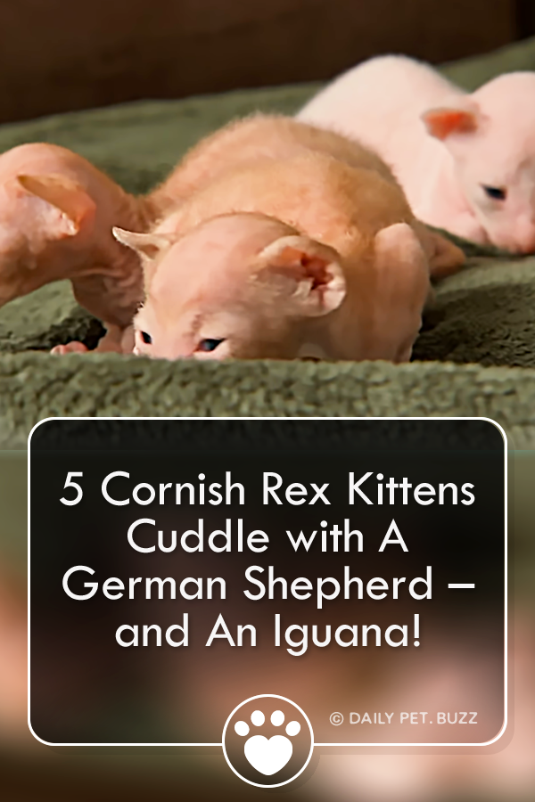 Five Cornish Rex Kittens Cuddle with A German Shepherd – and An Iguana!